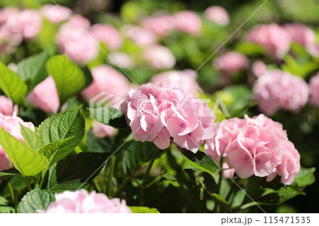 色づき始めた薄ピンク色の紫陽花 色づき始めた薄ピンク色の紫陽花 115471535