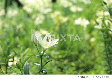 一輪の白い百合の花 115471536
