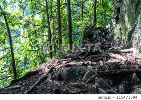 白谷沢登山口から上る棒ノ折山の山道の景色 115471604