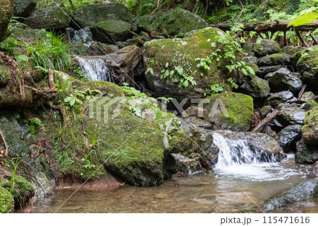 白谷沢登山口から上る棒ノ折山の山道の景色 白谷沢登山口から上る棒ノ折山の山道の景色 115471616