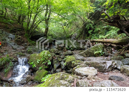 白谷沢登山口から上る棒ノ折山の山道の景色 白谷沢登山口から上る棒ノ折山の山道の景色 115471620