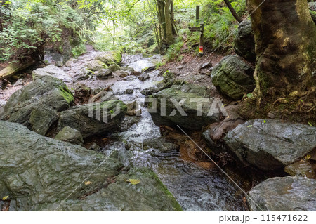 白谷沢登山口から上る棒ノ折山の山道の景色 白谷沢登山口から上る棒ノ折山の山道の景色 115471622