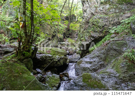 白谷沢登山口から上る棒ノ折山の山道の景色 115471647