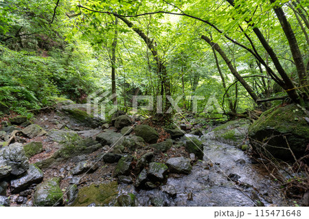 白谷沢登山口から上る棒ノ折山の山道の景色 115471648