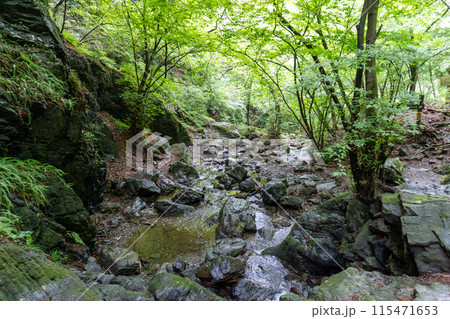 白谷沢登山口から上る棒ノ折山の山道の景色 115471653