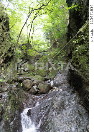 白谷沢登山口から上る棒ノ折山の山道の景色 115471654