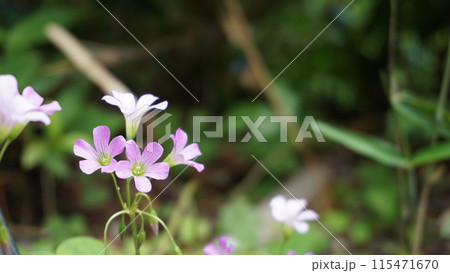 ムラサキカタバミ 115471670