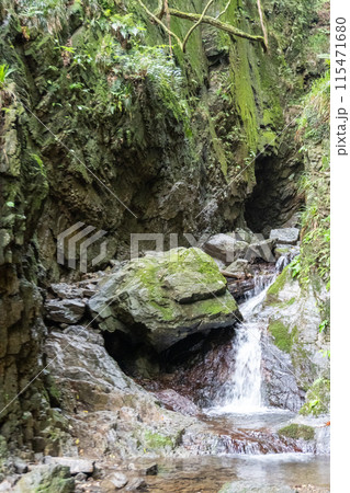 白谷沢登山口から上る棒ノ折山の山道の景色 白谷沢登山口から上る棒ノ折山の山道の景色 115471680