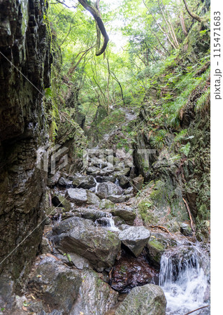 白谷沢登山口から上る棒ノ折山の山道の景色 115471683