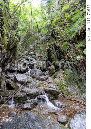白谷沢登山口から上る棒ノ折山の山道の景色 115471686