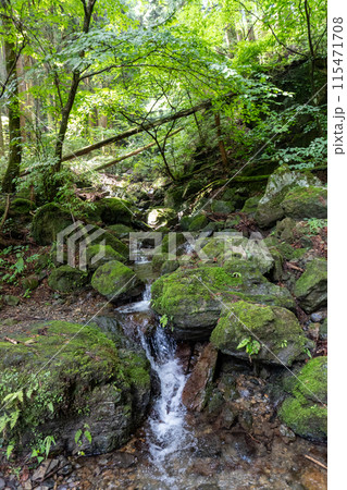 白谷沢登山口から上る棒ノ折山の山道の景色 白谷沢登山口から上る棒ノ折山の山道の景色 115471708