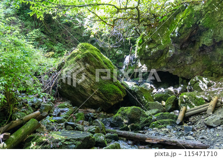白谷沢登山口から上る棒ノ折山の山道の景色 115471710