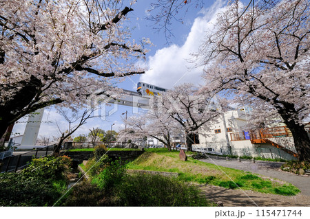 東京都 立川市 春 根川緑道の風景と多摩モノレール 東京都 立川市 春 根川緑道の風景と多摩モノレール 115471744