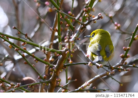 メジロ メジロ 115471764