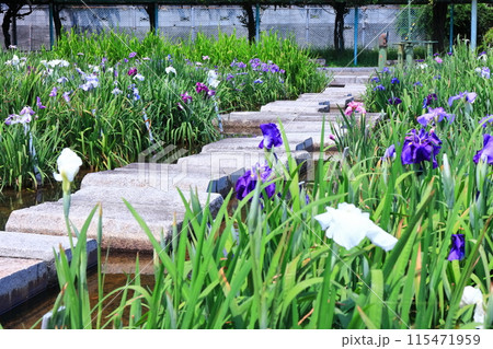 【香川県】かわつ花菖蒲祭り（かわつ花菖蒲園） 115471959