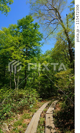 尾瀬の森	 115472306