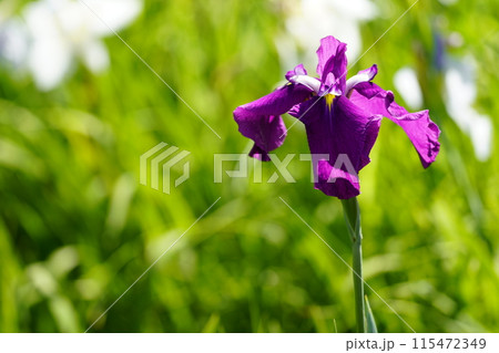 ハナショウブ 115472349