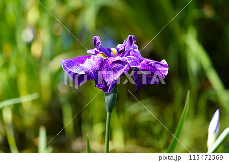 ハナショウブ ハナショウブ 115472369