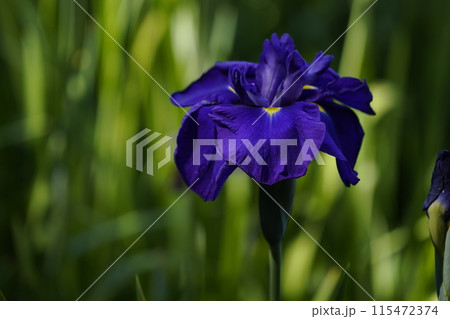 ハナショウブ 115472374