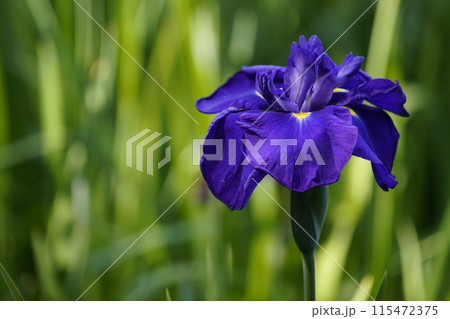 ハナショウブ 115472375