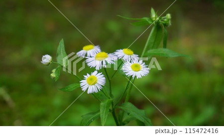 ヒメジョオン 115472416