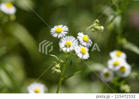 ハルジオン 115472532