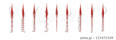 Baseball Stitches and Red Lace with Loop of Thread Isolated on White Background Vector Set Baseball Stitches and Red Lace with Loop of Thread Isolated on White Background Vector Set 115472589