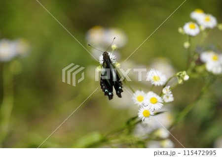 アオスジアゲハとハルジオン 115472995