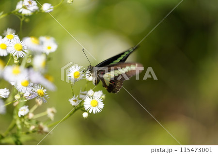 アオスジアゲハとハルジオン 115473001