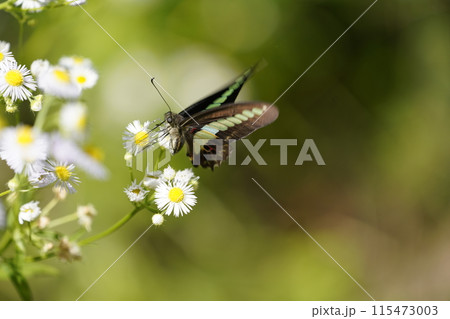 アオスジアゲハとハルジオン 115473003
