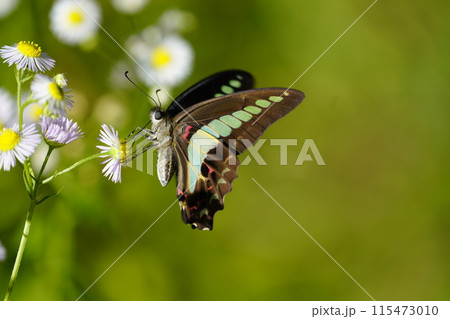アオスジアゲハとハルジオン 115473010