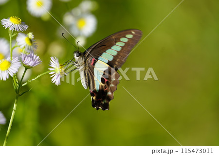 アオスジアゲハとハルジオン 115473011