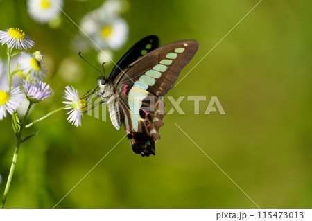 アオスジアゲハとハルジオン 115473013