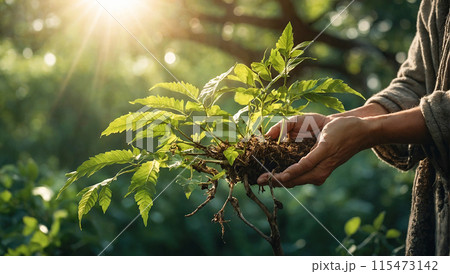 A hand holds a green plant tree in the rays of the sun. Ecology and farming concept A hand holds a green plant tree in the rays of the sun. Ecology and farming concept 115473142