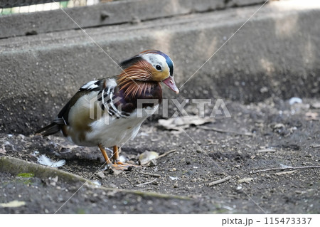 オシドリ ~相模原麻溝公園 ふれあい動物広場~ オシドリ ~相模原麻溝公園 ふれあい動物広場~ 115473337