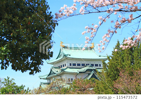 愛知県名古屋市、満開の桜と名古屋城の風景 115473572