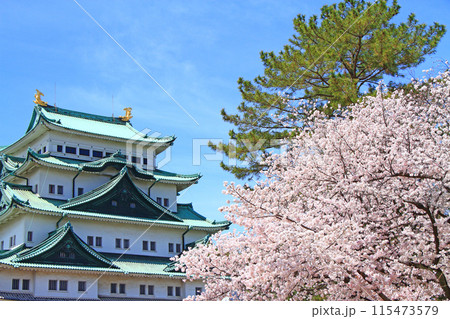 愛知県名古屋市、満開の桜と名古屋城の風景 愛知県名古屋市、満開の桜と名古屋城の風景 115473579