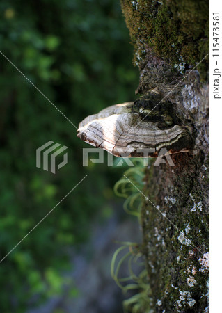 サルノコシカケ 115473581