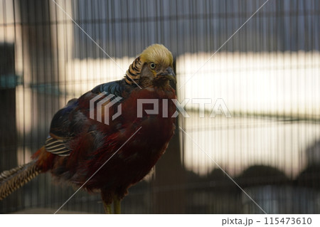 オスのキンケイ ～相模原麻溝公園 ふれあい動物広場～ 115473610