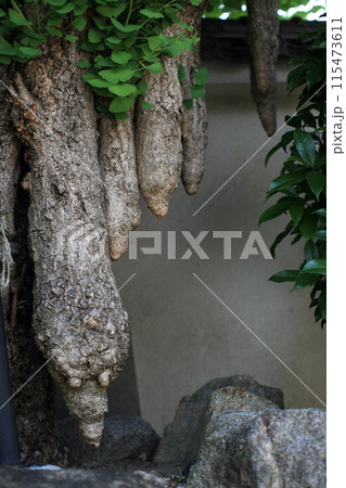 イチョウの木の気根 イチョウの木の気根 115473611