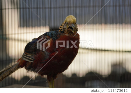 オスのキンケイ ～相模原麻溝公園 ふれあい動物広場～ 115473612
