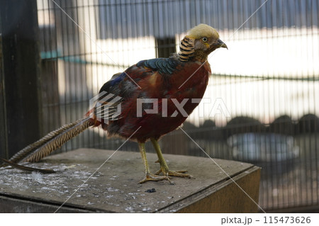 オスのキンケイ ～相模原麻溝公園 ふれあい動物広場～ 115473626