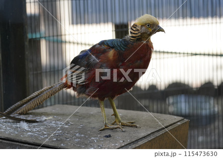 オスのキンケイ ～相模原麻溝公園 ふれあい動物広場～ 115473630