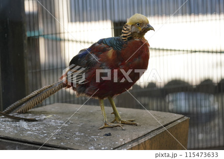 オスのキンケイ ～相模原麻溝公園 ふれあい動物広場～ 115473633