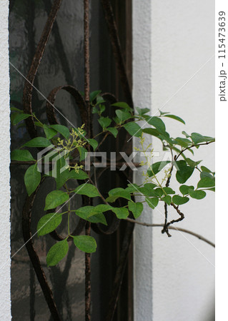 レトロな窓とマユミの木 115473639