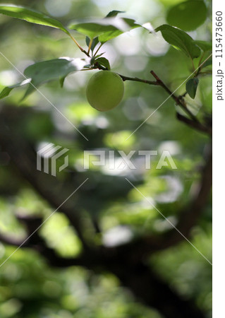 青い梅の実 青い梅の実 115473660