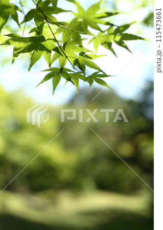 爽やかな新緑 爽やかな新緑 115473661