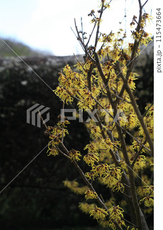 マンサクの花 マンサクの花 115473664