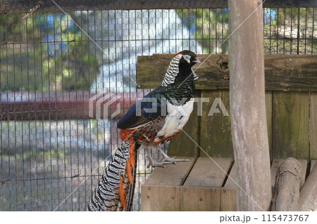 オスのギンケイ ～相模原麻溝公園 ふれあい動物広場～ 115473767