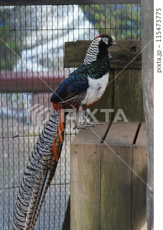 オスのギンケイ ～相模原麻溝公園 ふれあい動物広場～ 115473775